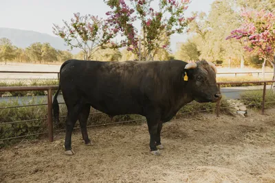 cattle listing photo