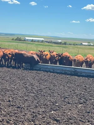 cattle listing photo