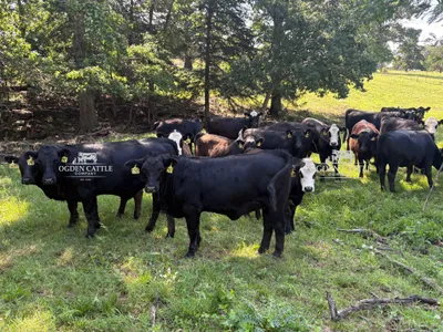 cattle listing photo