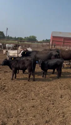 cattle listing photo