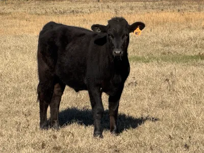 cattle listing photo