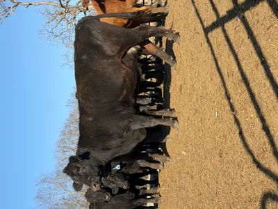 cattle listing photo