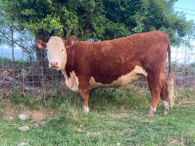 cattle listing photo