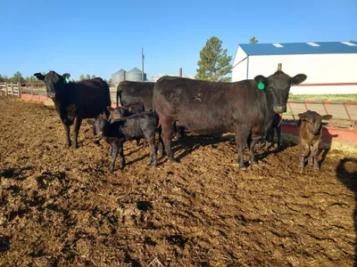 cattle listing photo