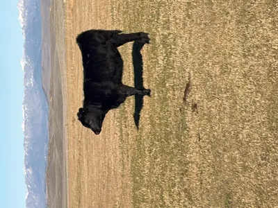 cattle listing photo