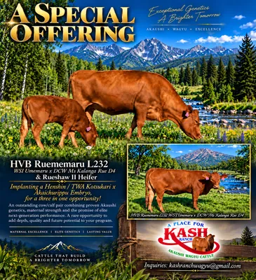 cattle listing photo