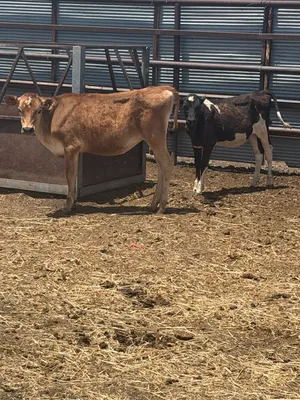 cattle listing photo