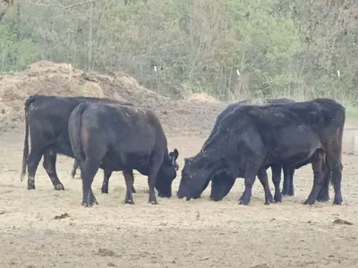 cattle listing photo