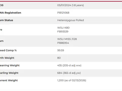 cattle listing photo
