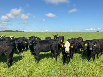 cattle listing photo