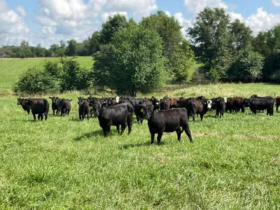 cattle listing photo