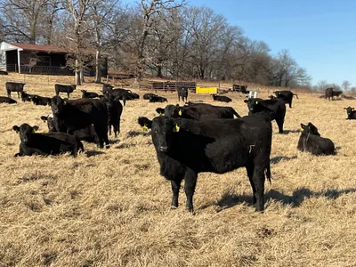 cattle listing photo