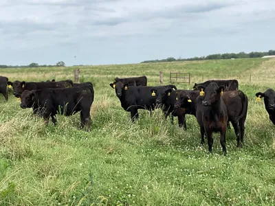 cattle listing photo