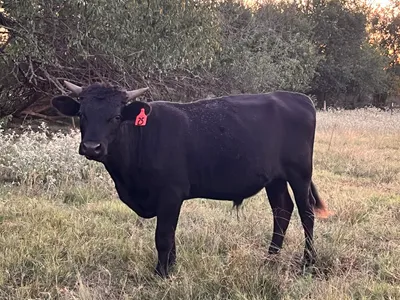cattle listing photo