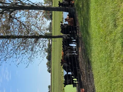 cattle listing photo