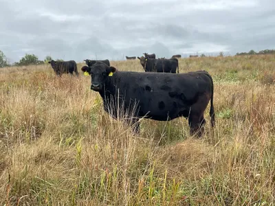 cattle listing photo