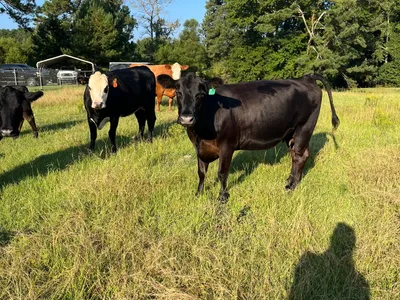 cattle listing photo