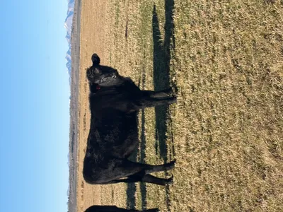 cattle listing photo