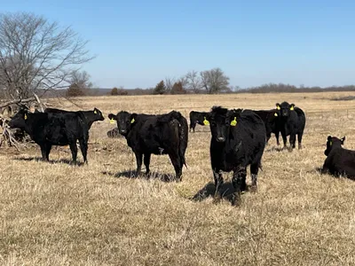 cattle listing photo