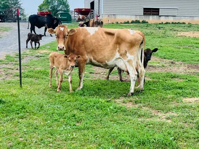 cattle listing photo