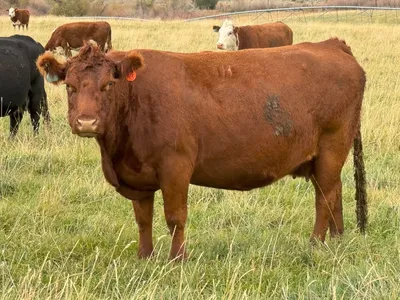 cattle listing photo