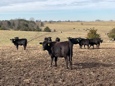 cattle listing photo