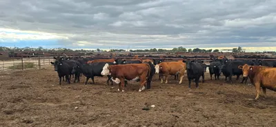 cattle listing photo