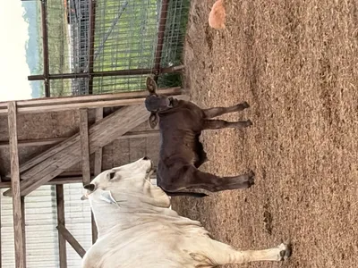cattle listing photo