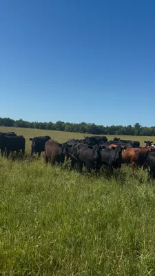 cattle listing photo