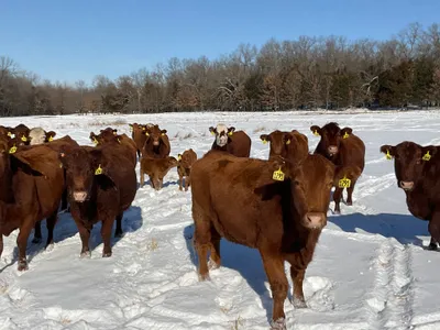 cattle listing photo