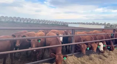 cattle listing photo