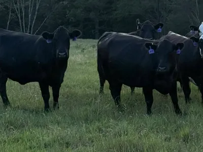cattle listing photo