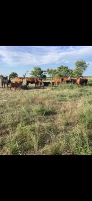 cattle listing photo