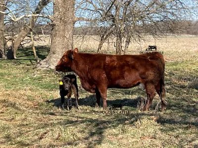 cattle listing photo