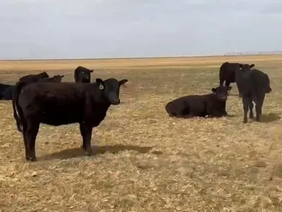 cattle listing photo