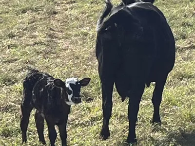 cattle listing photo