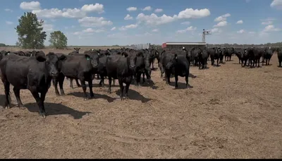 cattle listing photo