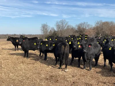 cattle listing photo