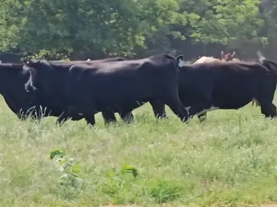 cattle listing photo