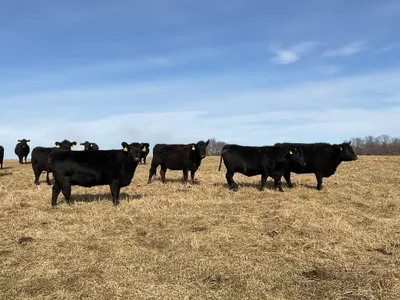 cattle listing photo