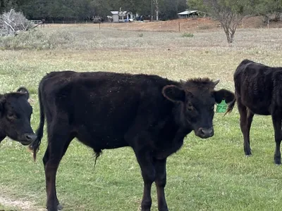 cattle listing photo
