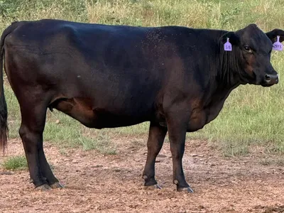 cattle listing photo