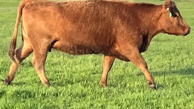 cattle listing photo