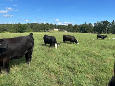 cattle listing photo