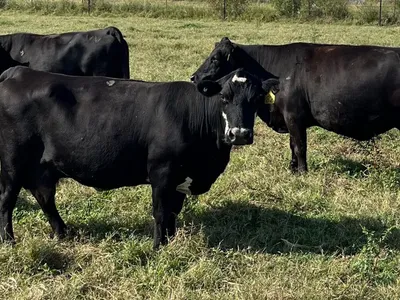 cattle listing photo