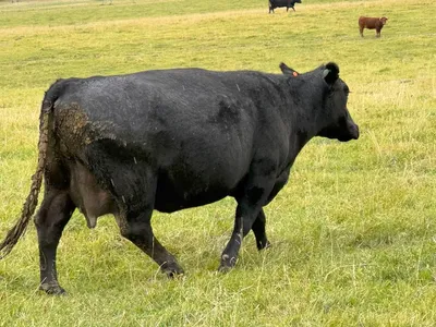cattle listing photo