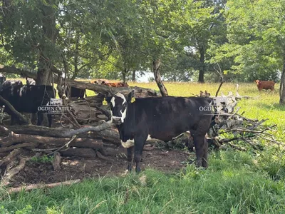cattle listing photo