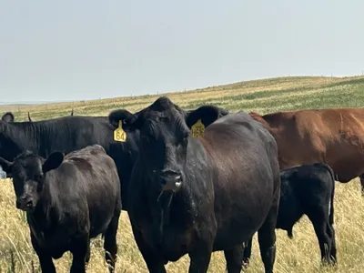 cattle listing photo