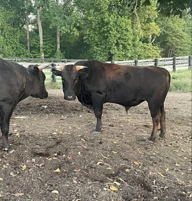 cattle listing photo