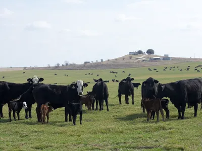 cattle listing photo